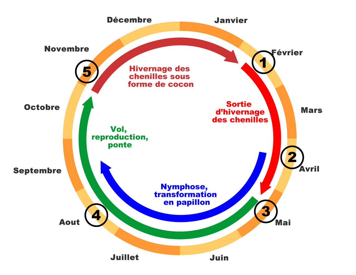Cycle biologique de la pyrale du buis